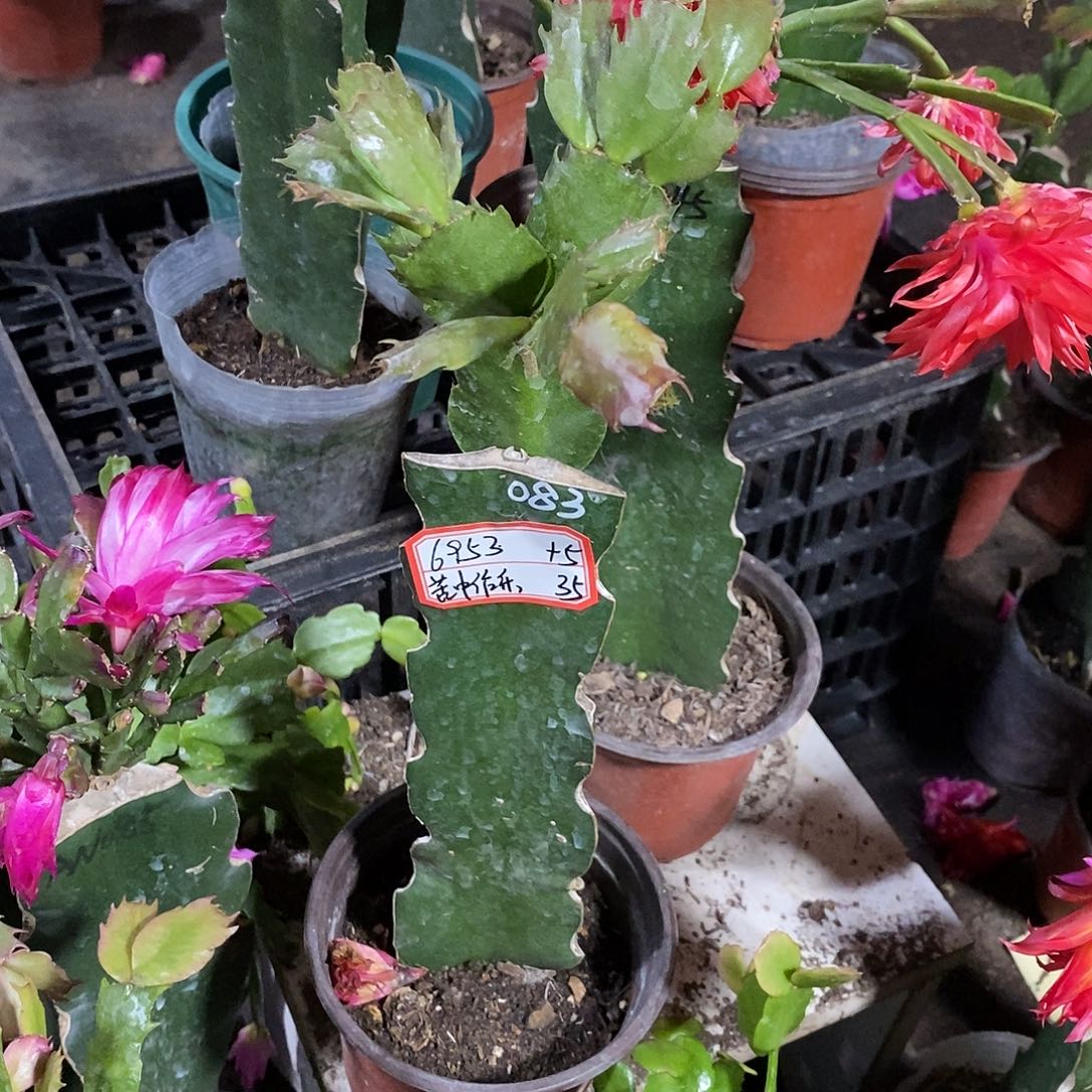 完全开放6953（35+5）