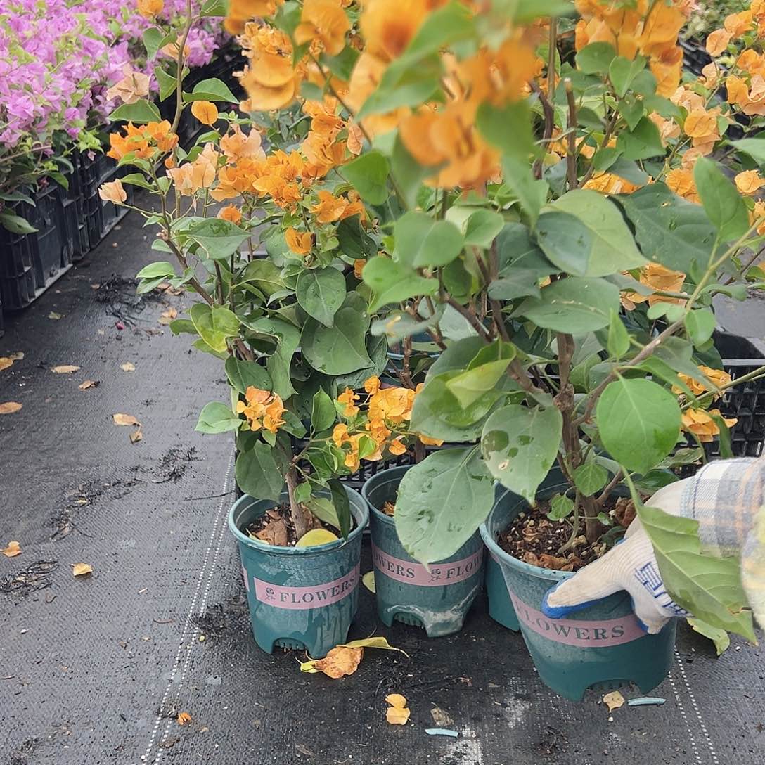 大部分花苞少量开放加黄掌中宝一颗