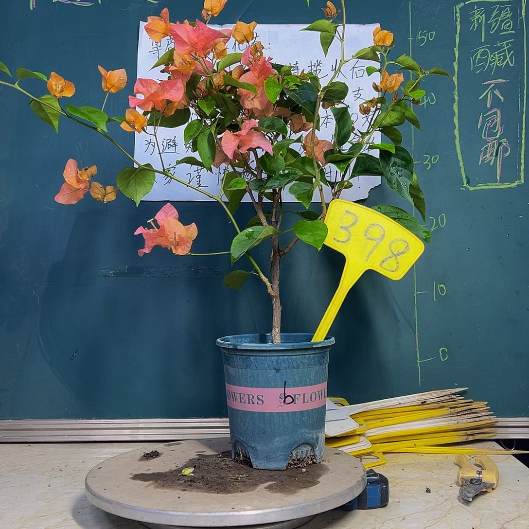 当前无花栽培后可以开花波伊斯玫瑰 398