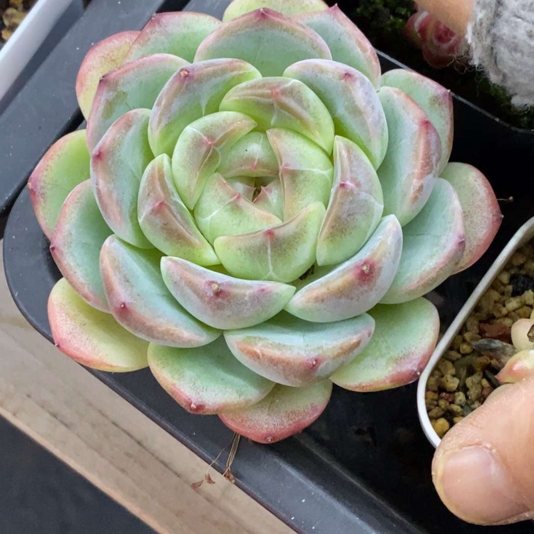 精品多肉一物拍不包整30