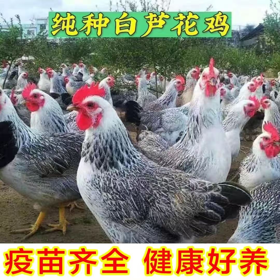 拍六送一到手七只纯种白芦花鸡七两脱温鸡农家散养 包活到家