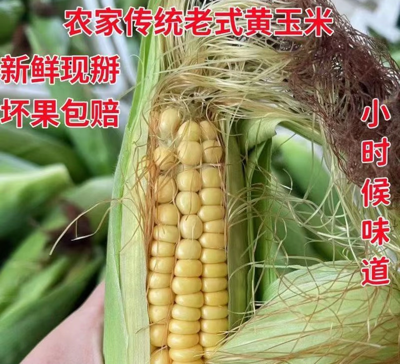 【龙翠农场】黑龙江黄糯粘玉米鲜玉米 金糯262品种玉米 带绿叶 