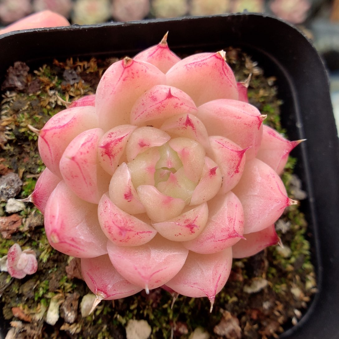 G141 ，柿子多肉20包邮两天凑单