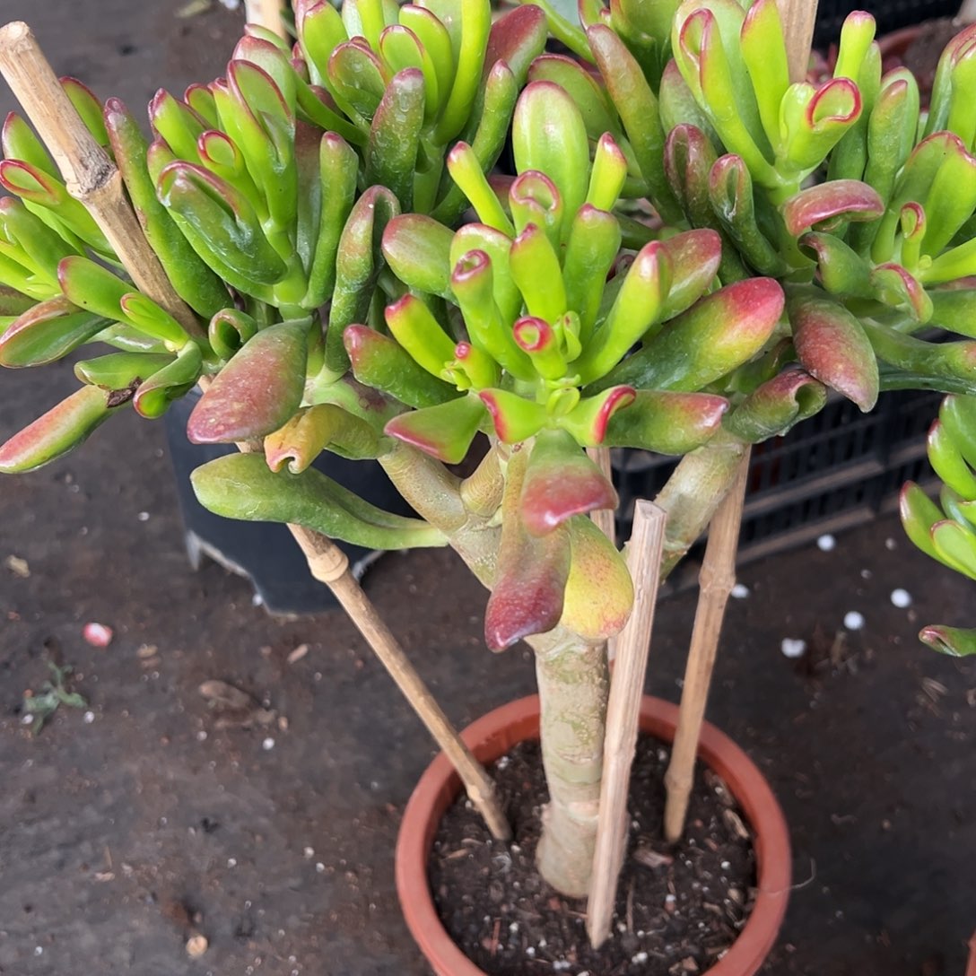 *****稀有大叶吸财树带土球发货2008