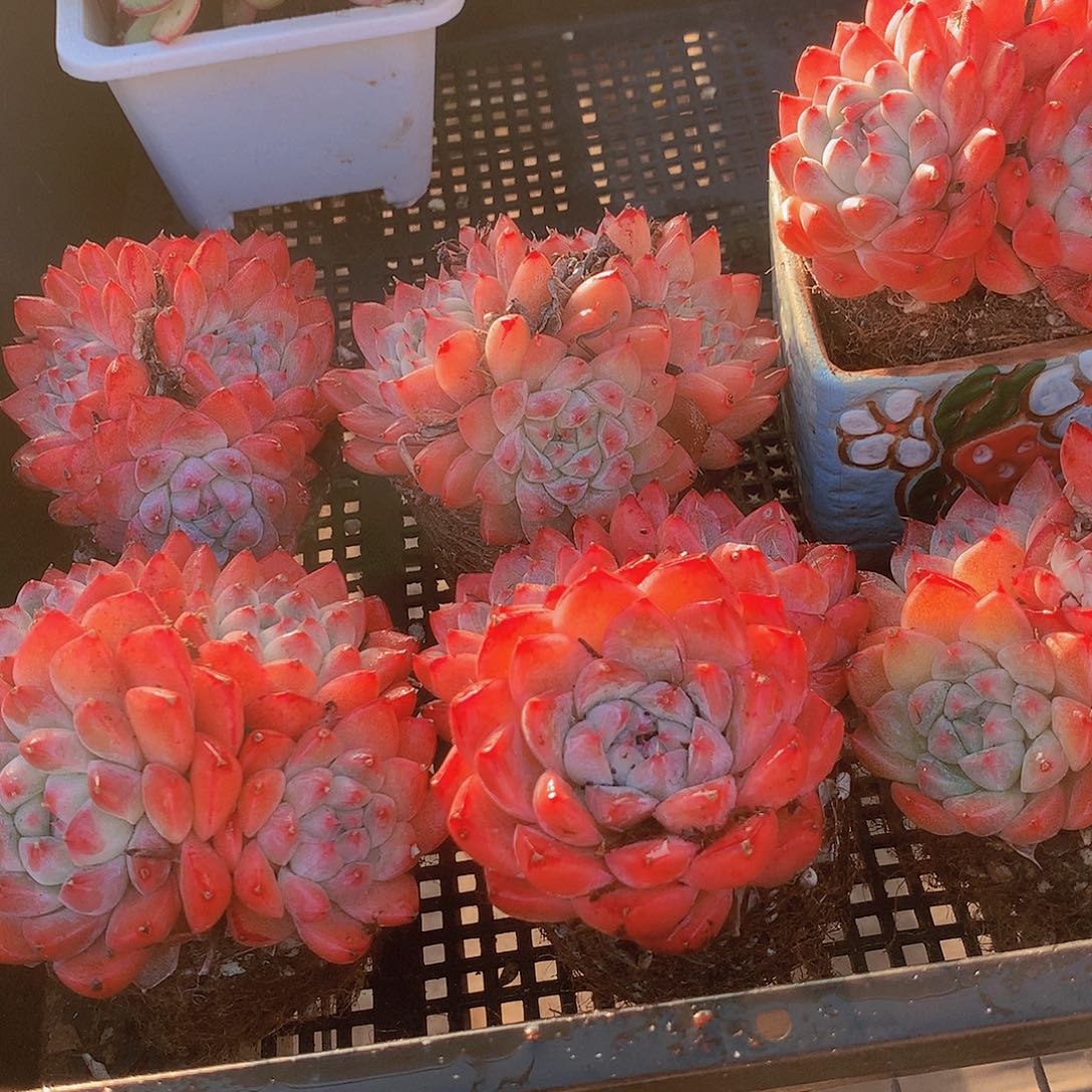 如梦令4567889990000