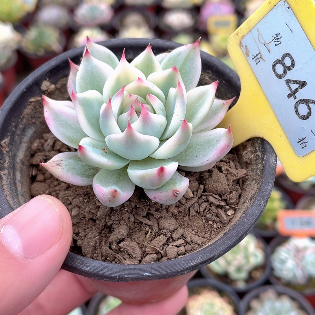 846号多肉吉娃娃锦