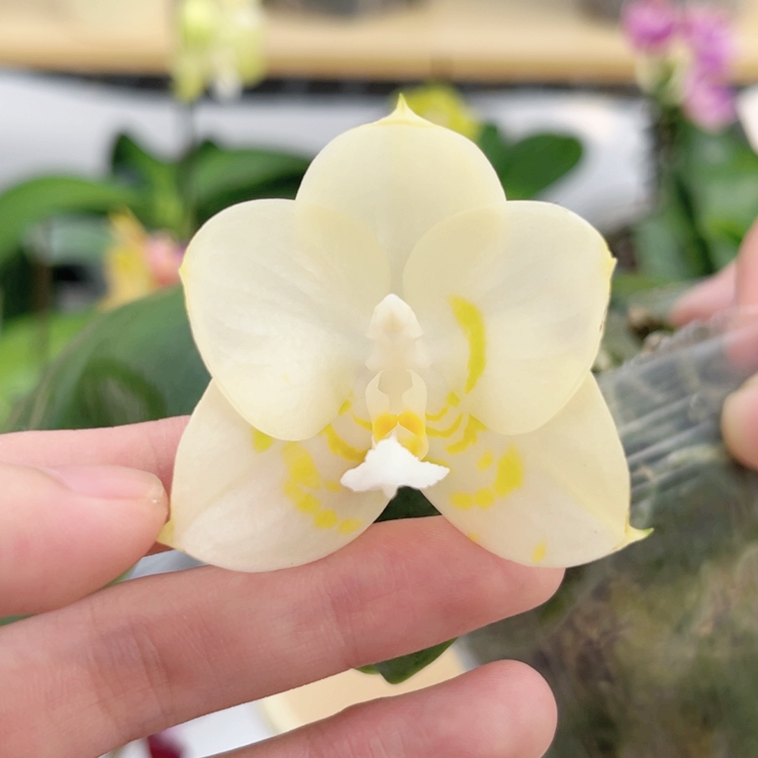 完全开放2.5寸雅风情歌开花株
