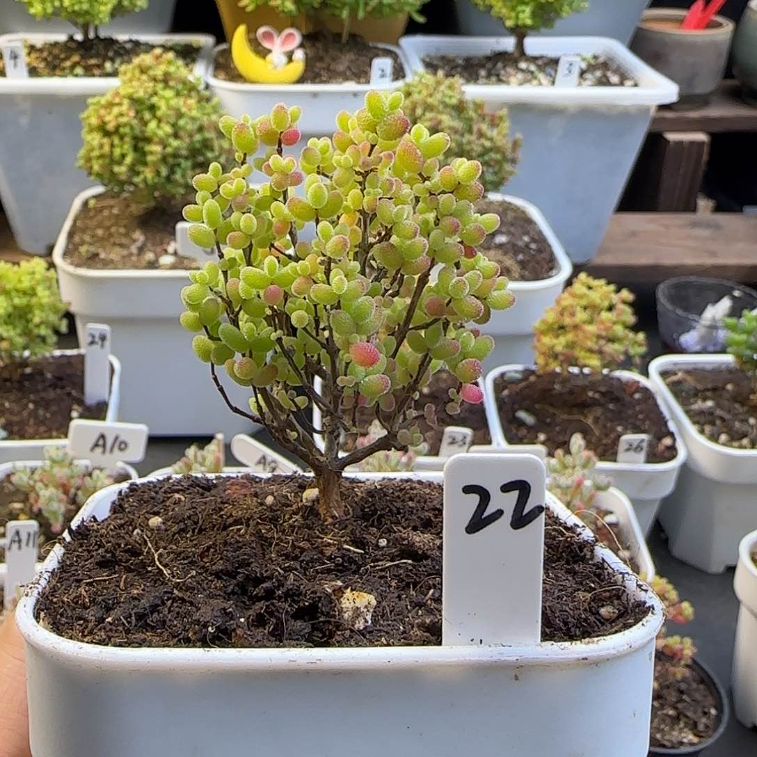 蜜橘糖球枝干番杏