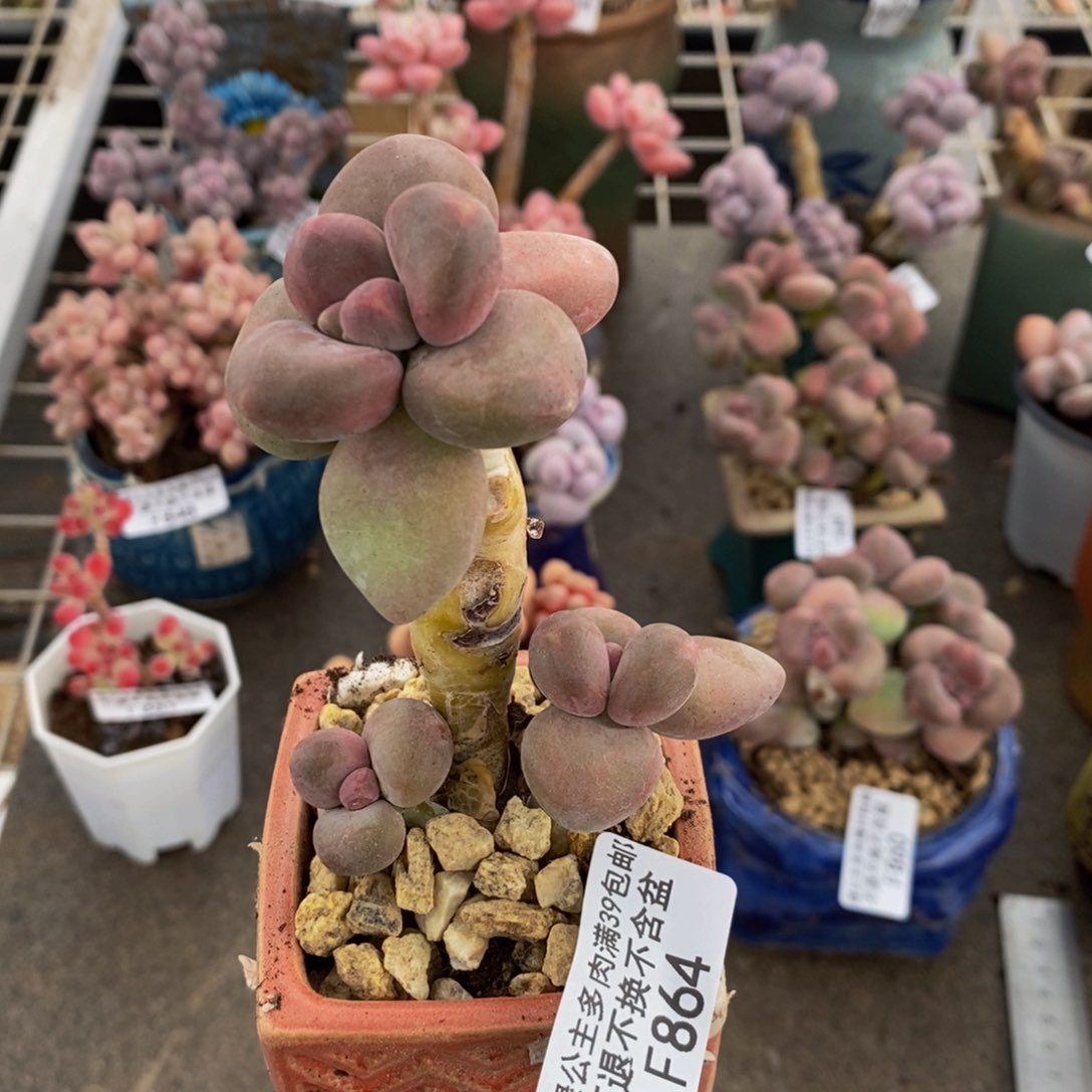 芒果奶酪864/5c m