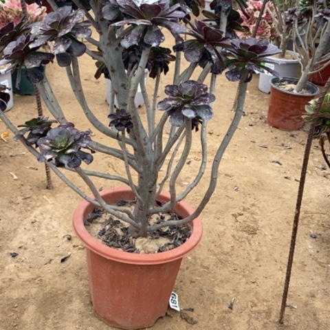 425，黑圆叶多肉法师