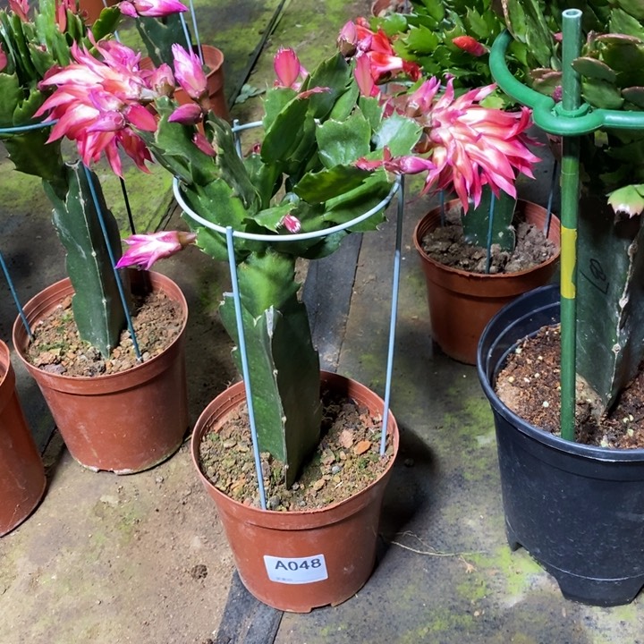 大部分花苞少量开放048嫁接083