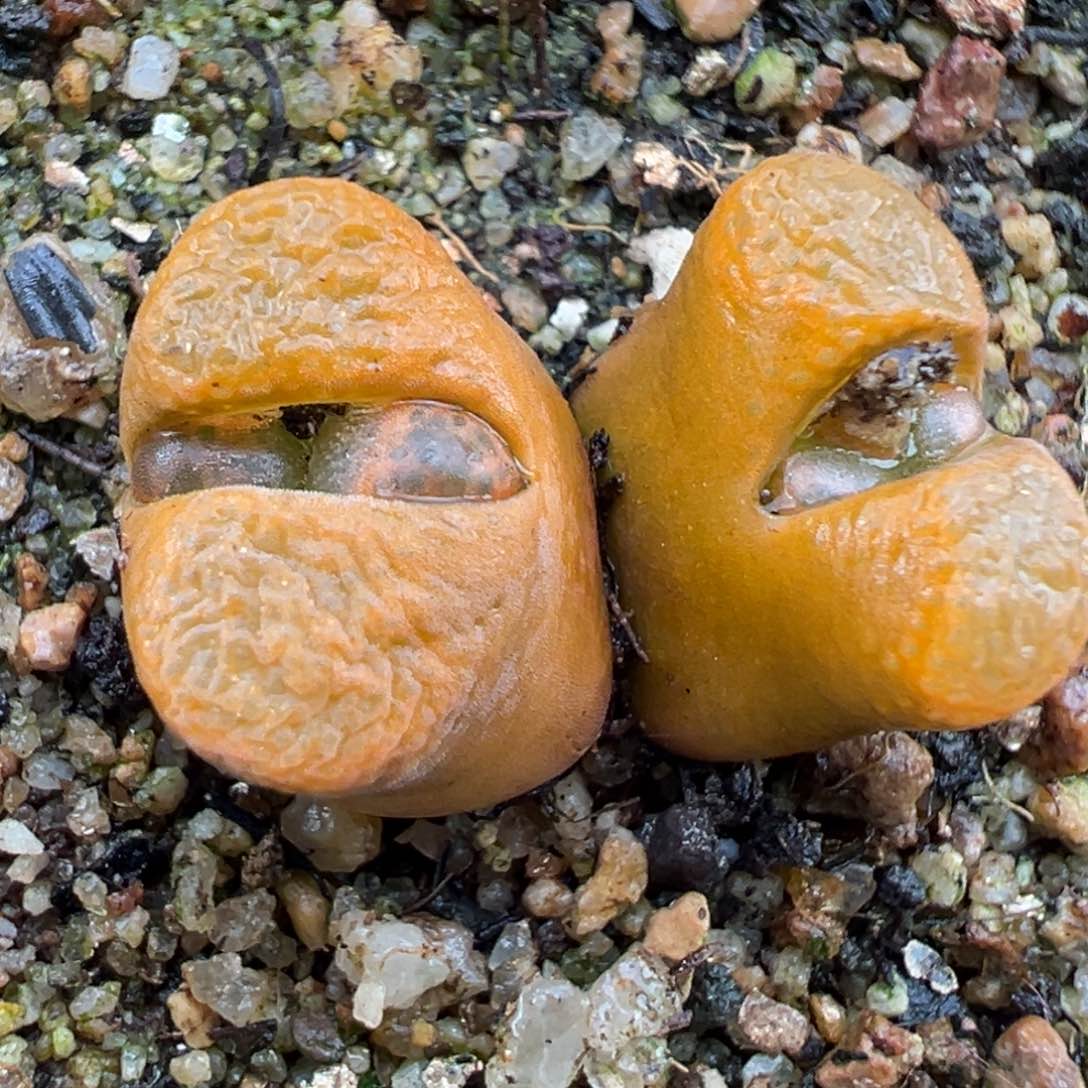 2.20好看的多肉642