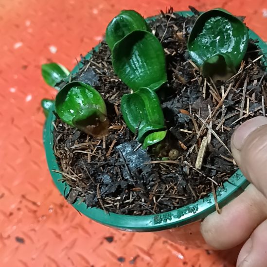 君子兰小苗君子兰小苗