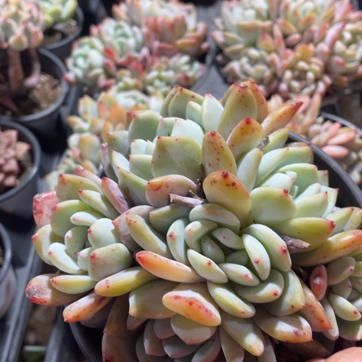 梦露群25555555555