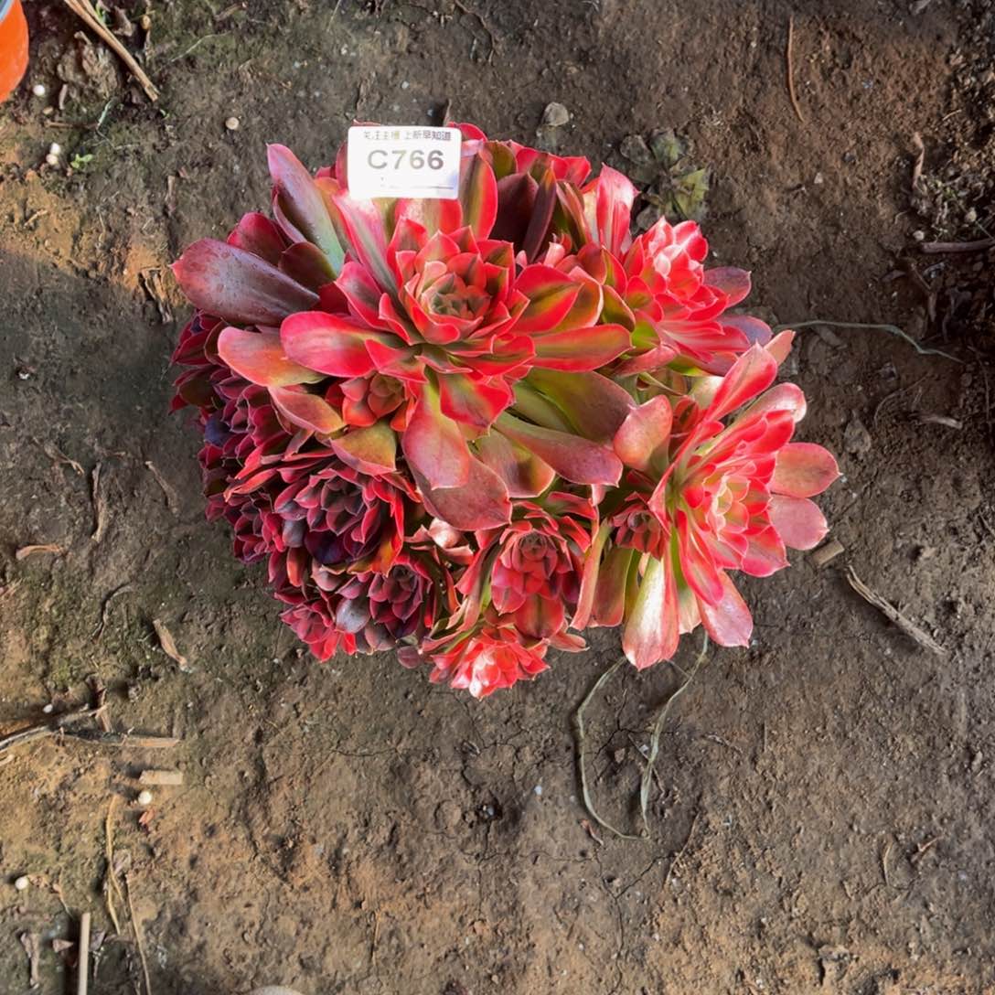 多肉植物766香妃