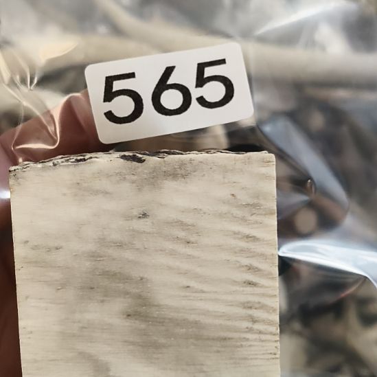 丝***瓜鹿角鹿角鹿角鹿角鹿角鹿角