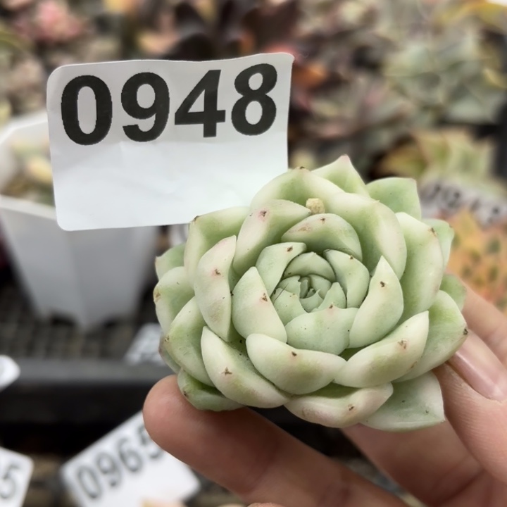 多肉植物满18包邮当场凑单