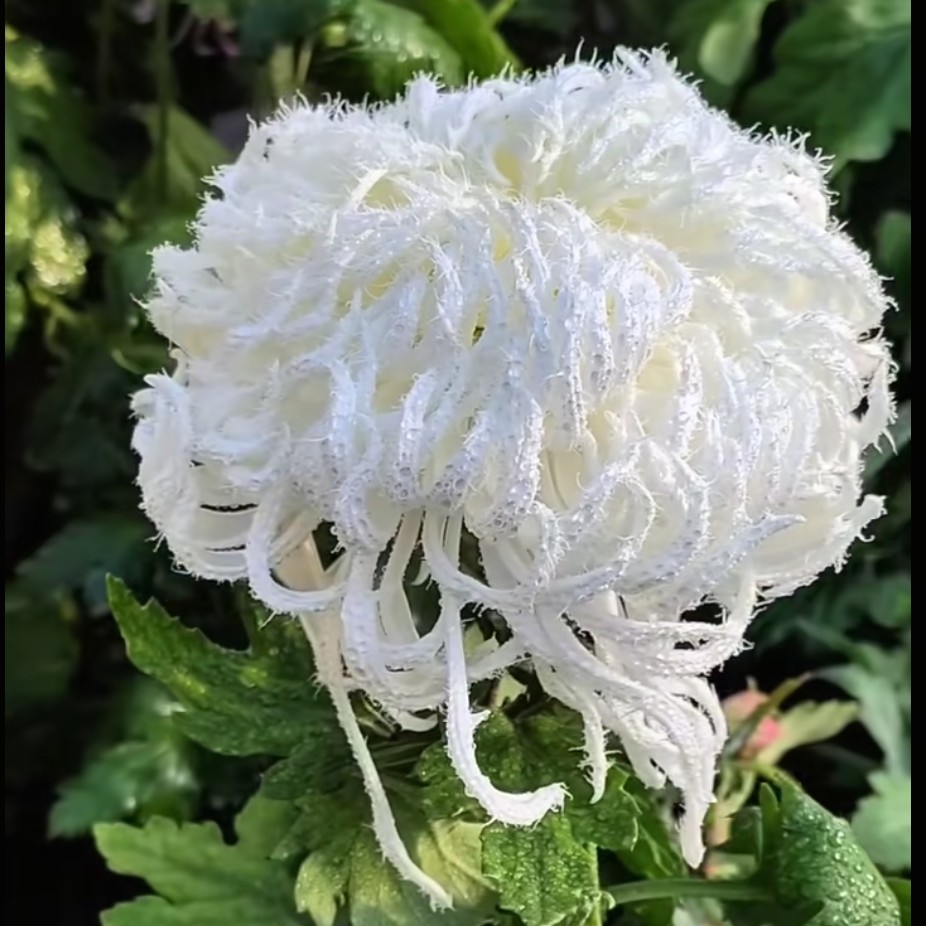 【琼岛三友】精品菊花耐寒耐热阳台地栽