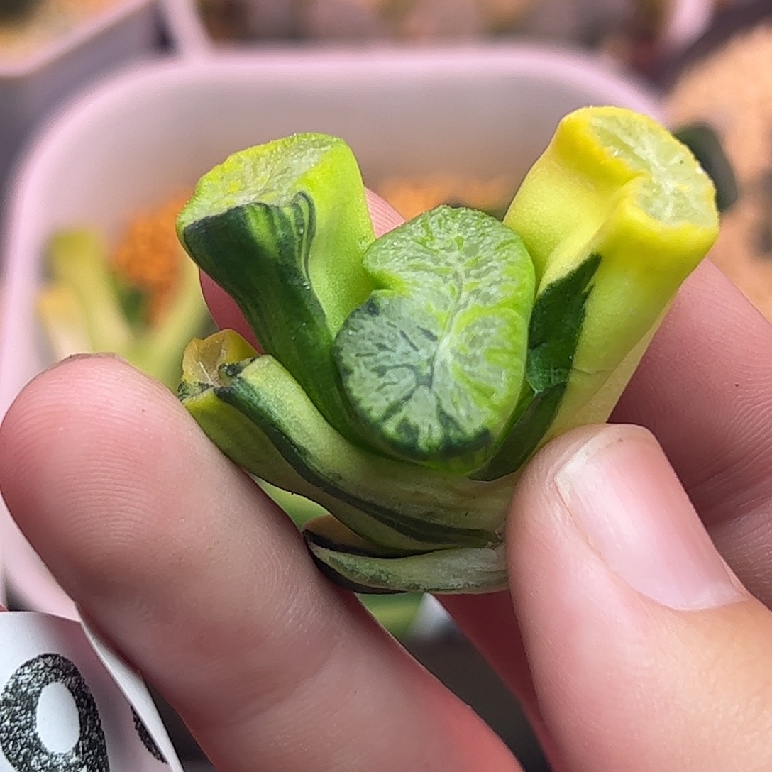 不***令799高仿茸锦十二卷多肉