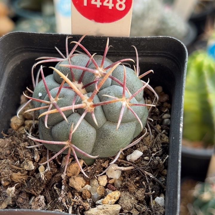 实生泰刺高木绯冠龙4cm