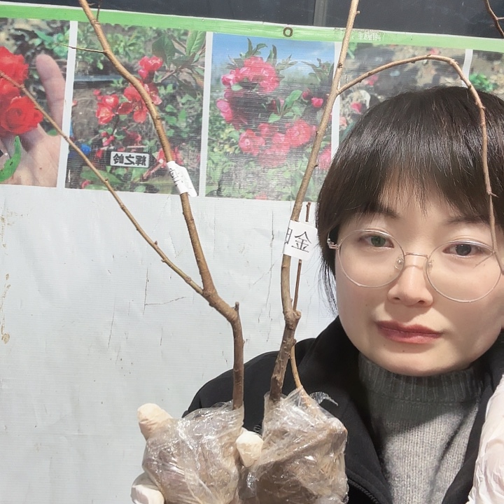 无花朵金赤殿一棵