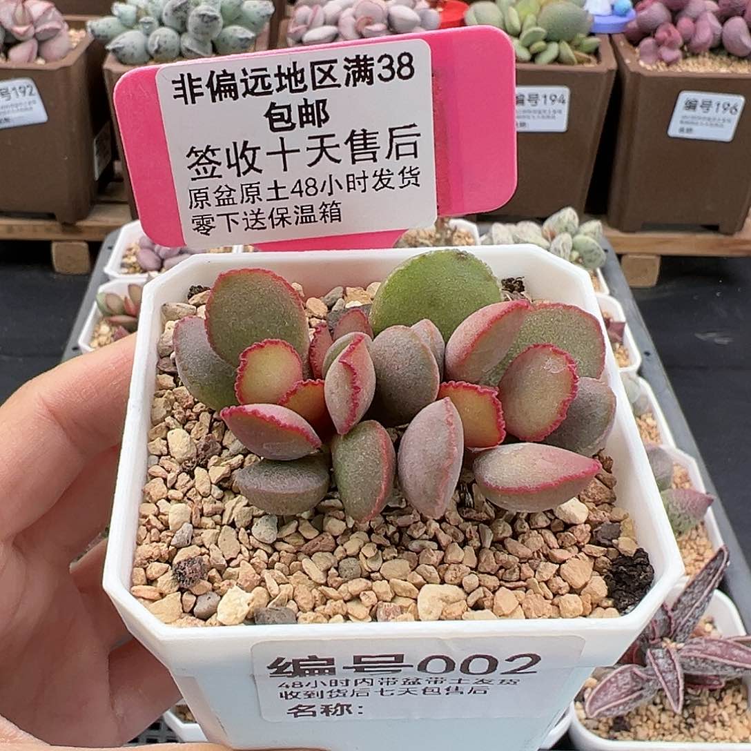 002梦露多肉植物