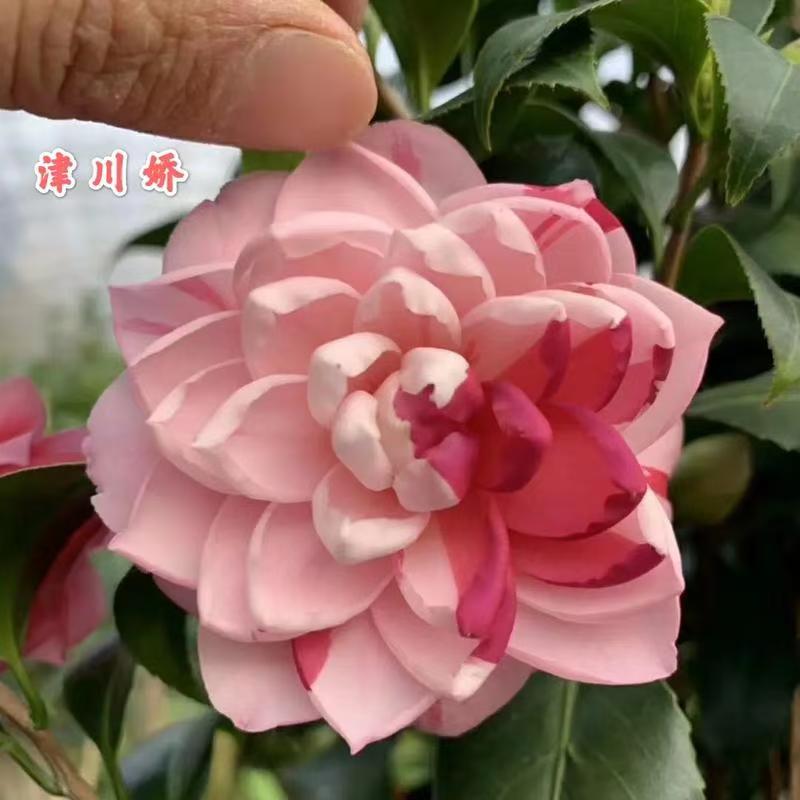 福建龙岩多色系名贵品种津川娇山茶花