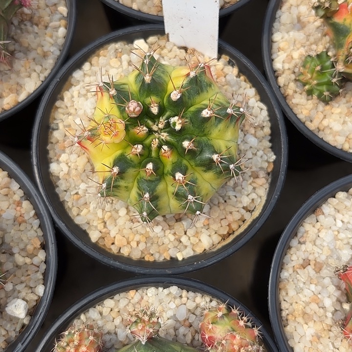 79-0524泰国发货多肉