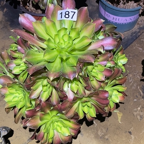 多肉植物法师187韶华