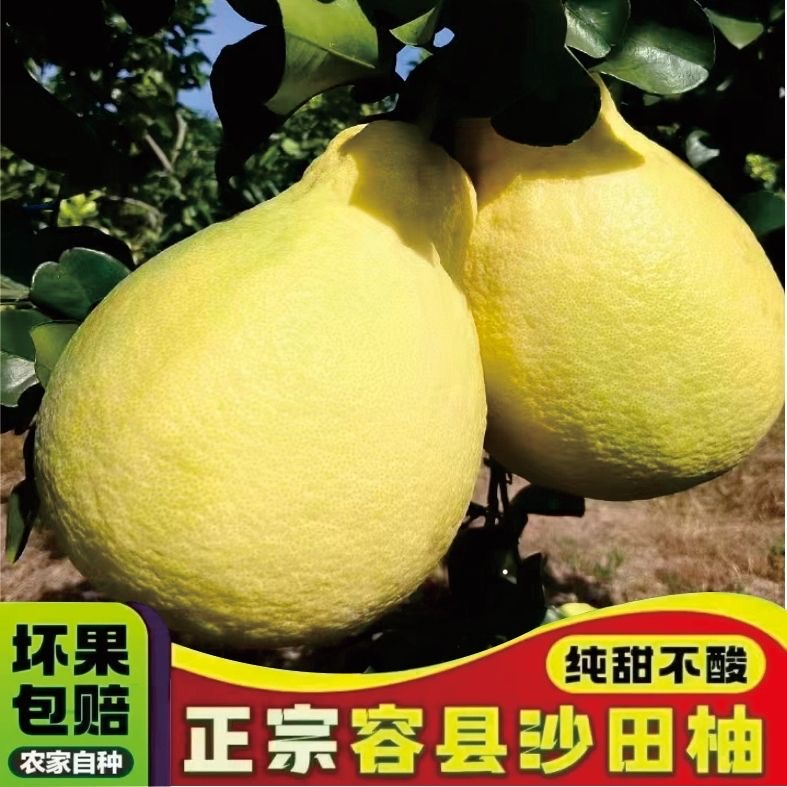 助农【精品老树果】广西容县正宗沙田柚薄皮老树果现摘新鲜发货当季