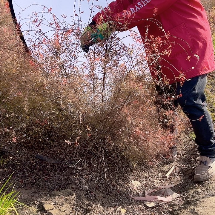 完全开放白色单瓣喷雪花雪柳丛林