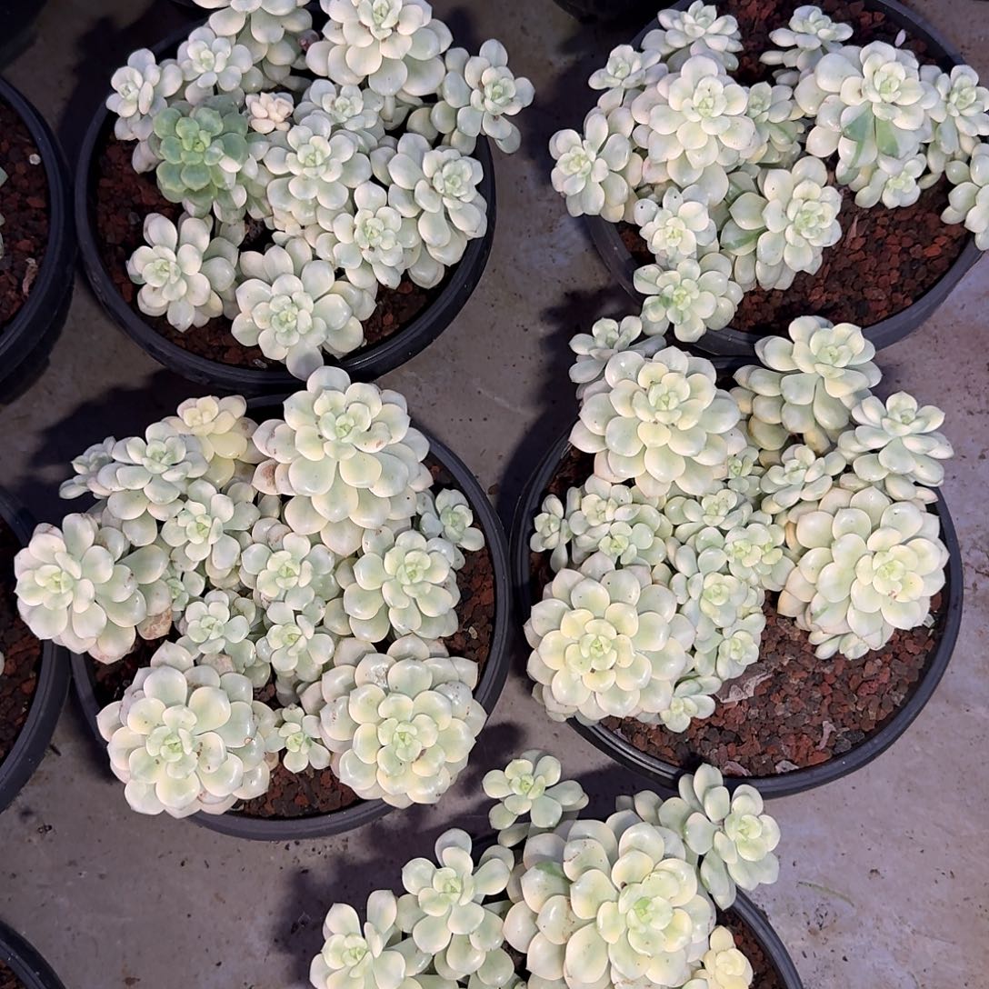 探戈锦整无砍群生多肉