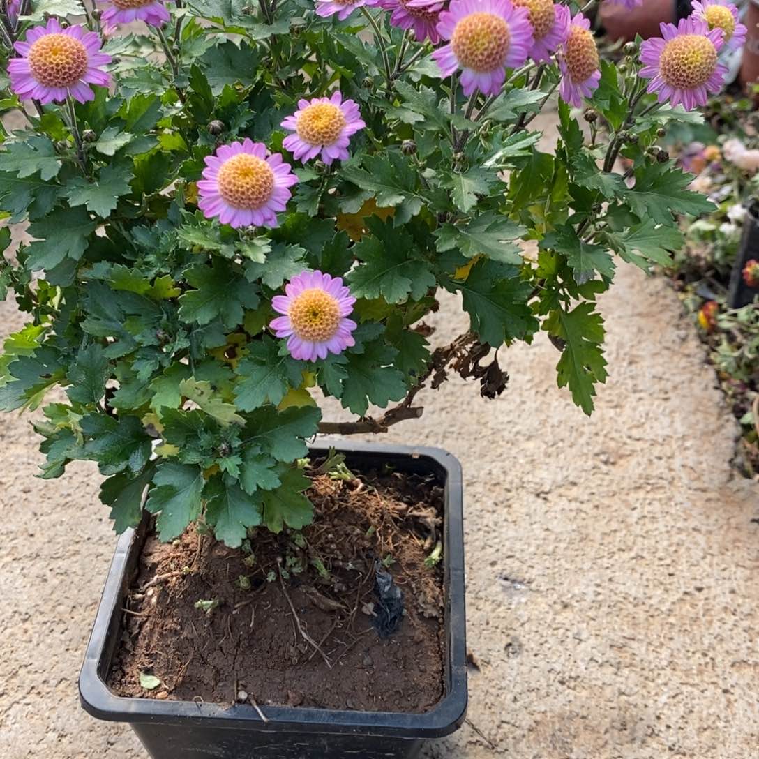 此****无花朵盆景盆景盆景50