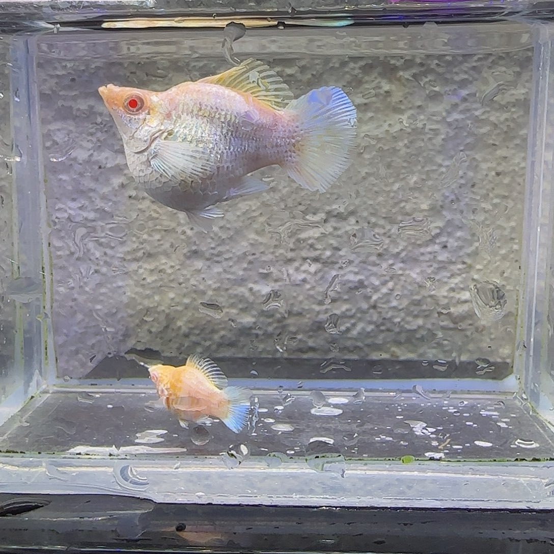 孔雀鱼金虎玛丽，68号