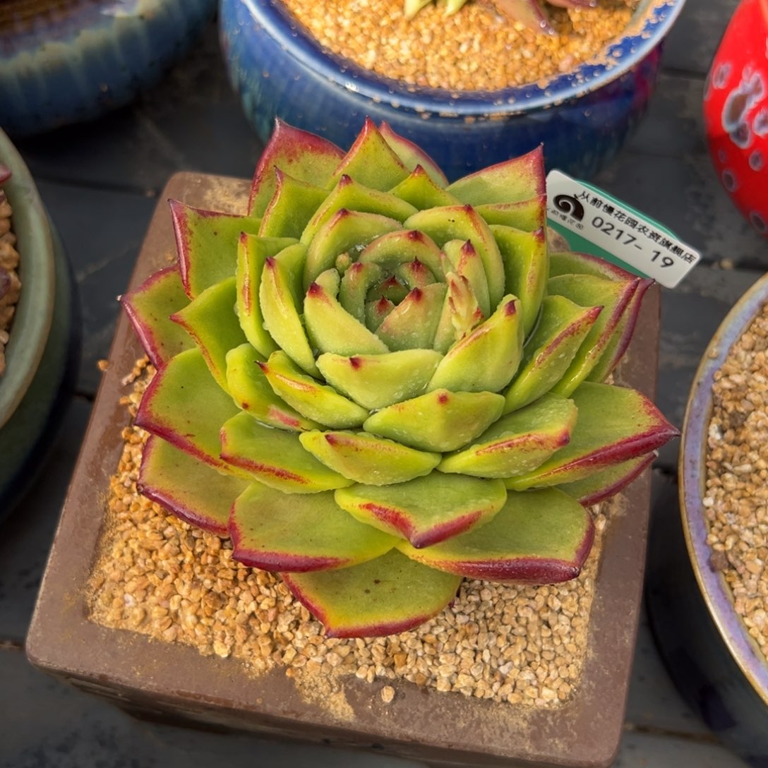 多肉一物一拍0217-19