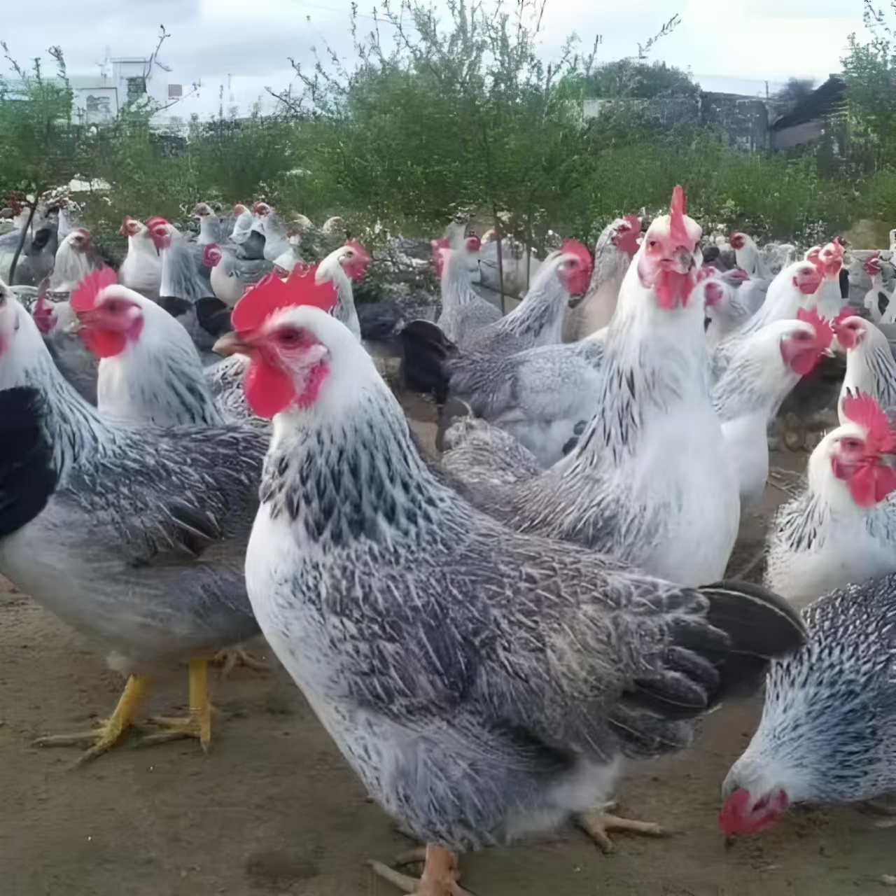 芦花鸡 宠物鸡  发活的 每只3斤左右2只大鸡