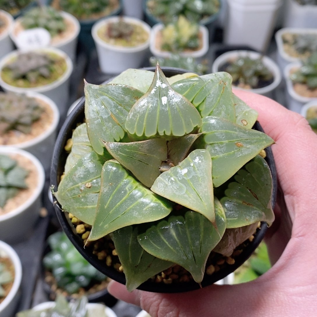 媚凤芭堤雅母本玉露