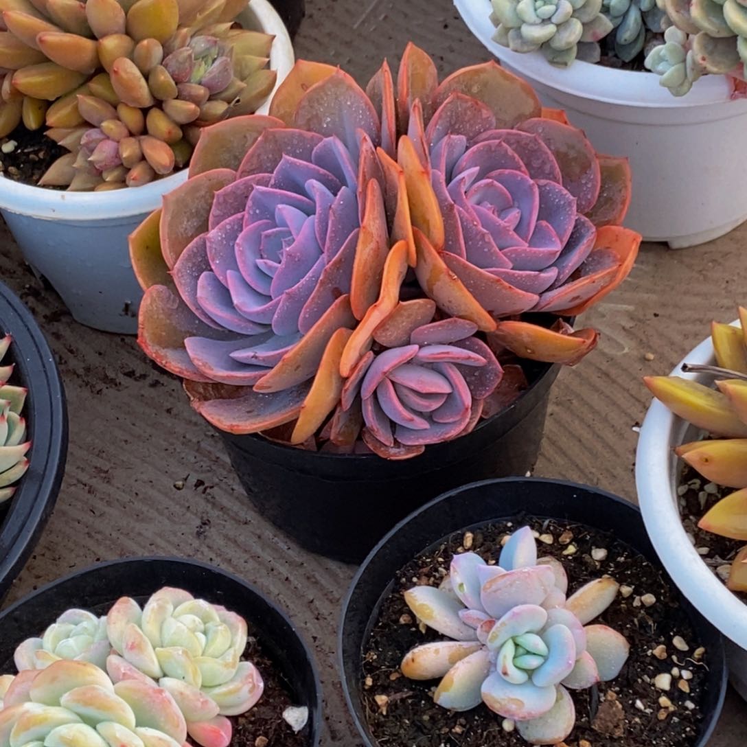 刘**源48包邮一物一拍多肉植物