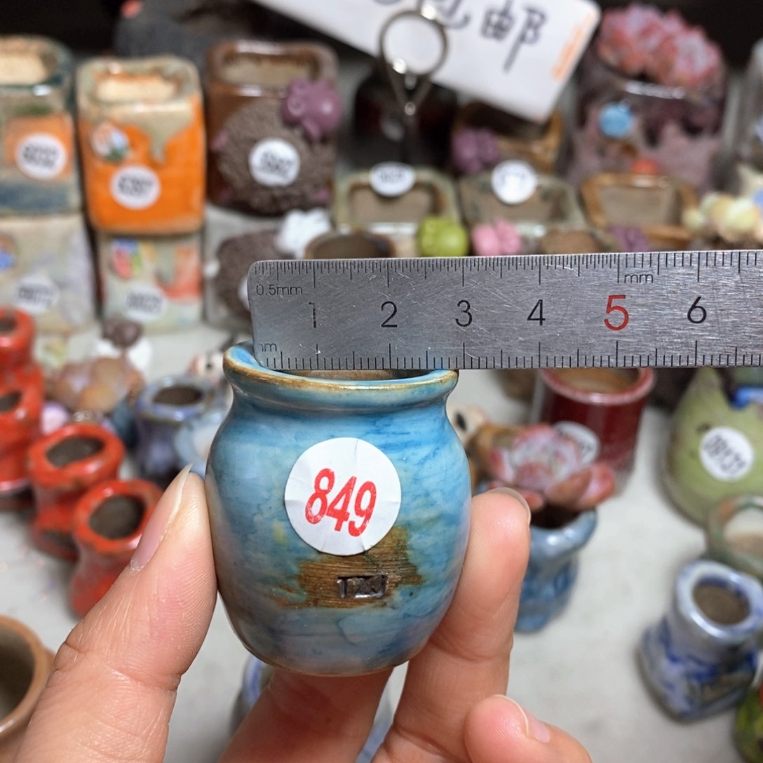 花盆拍5送一个小礼物