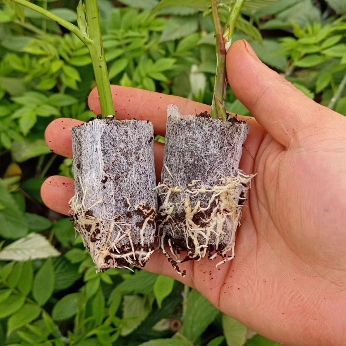 云南新品食用黄泡黑泡红树莓黑树莓易养活庭院攀爬植物当年结果