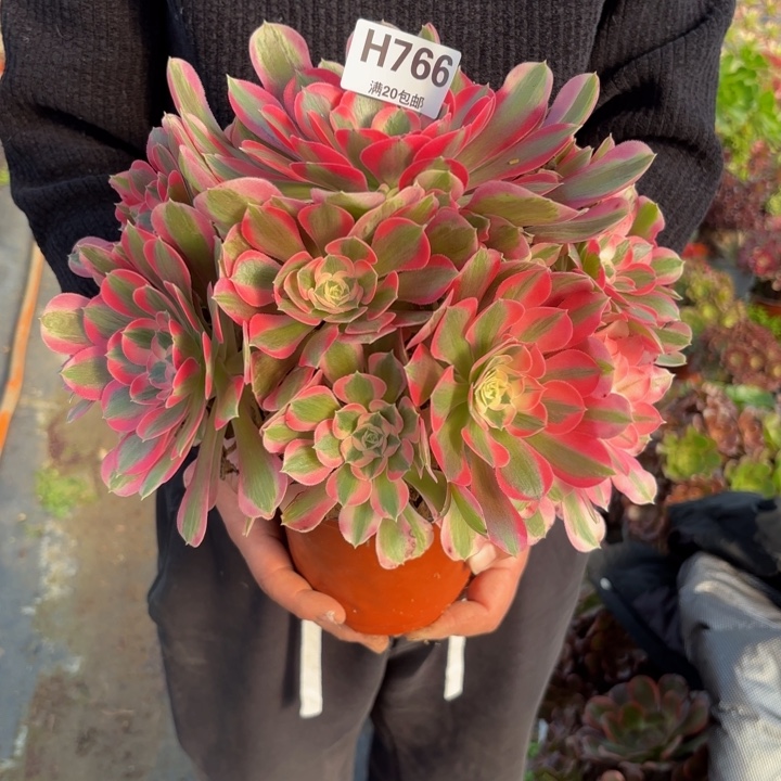 瑞妈，，。。。。。766布，。