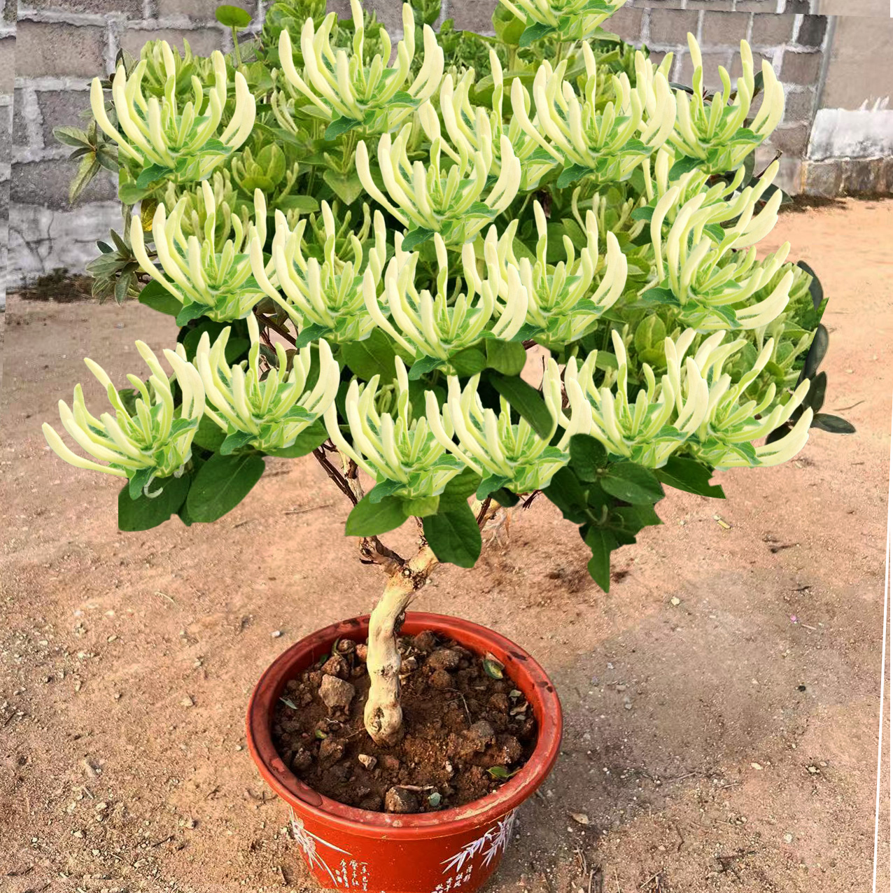 室内驱蚊花树四季金银花清香盆景