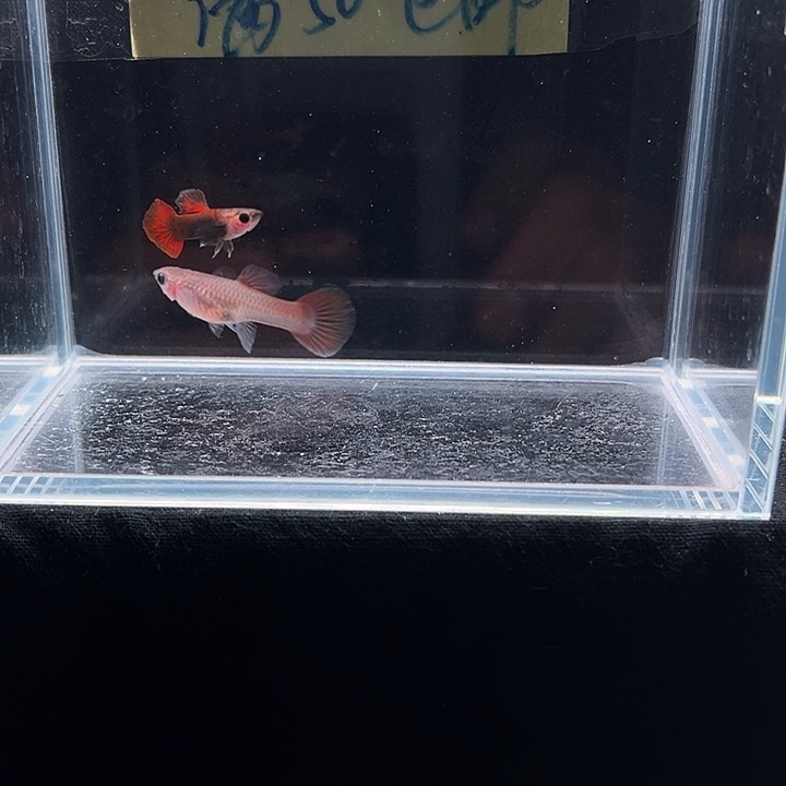 孔雀鱼野红玻璃里猫