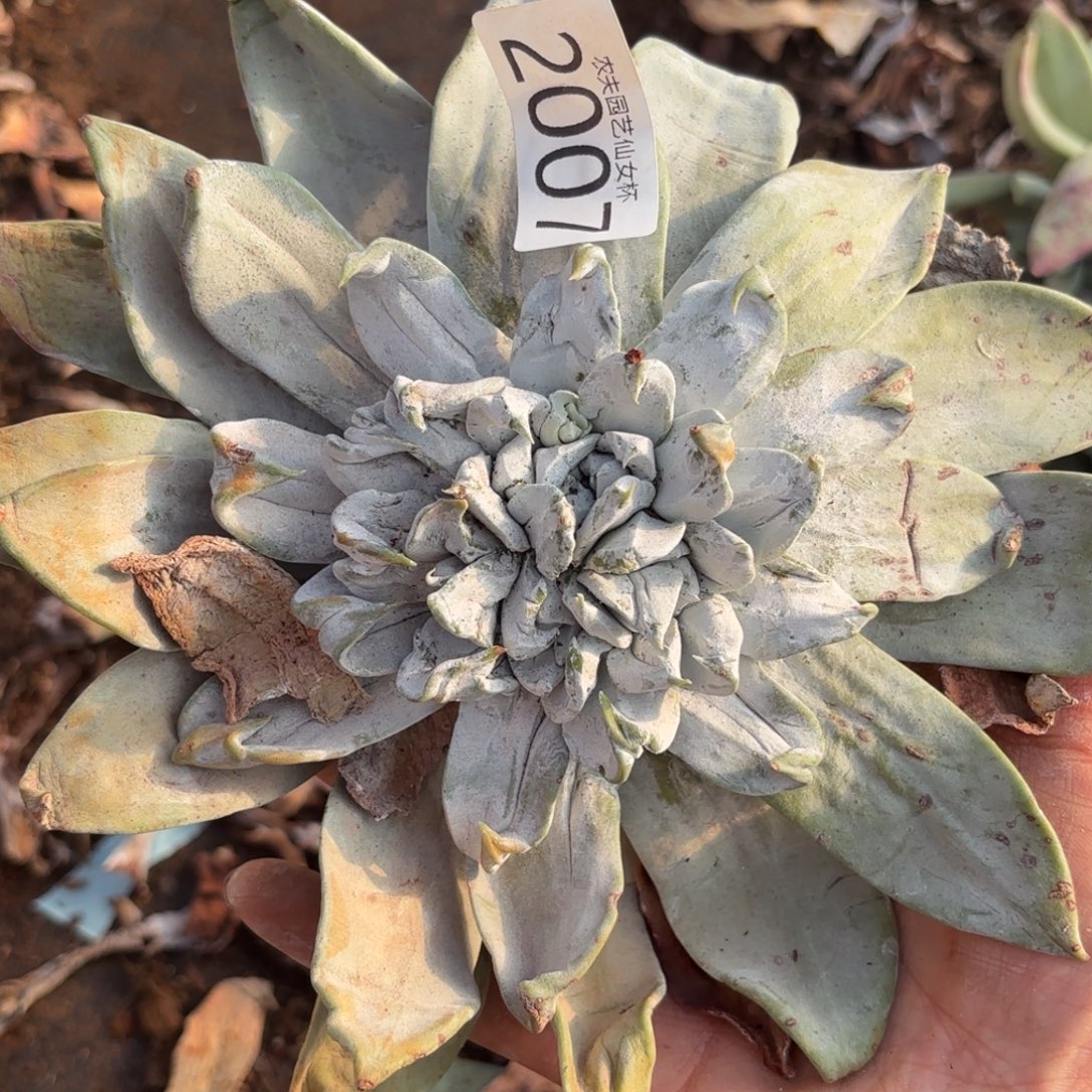 3代杂交仙女杯多肉福利处理瑕疵