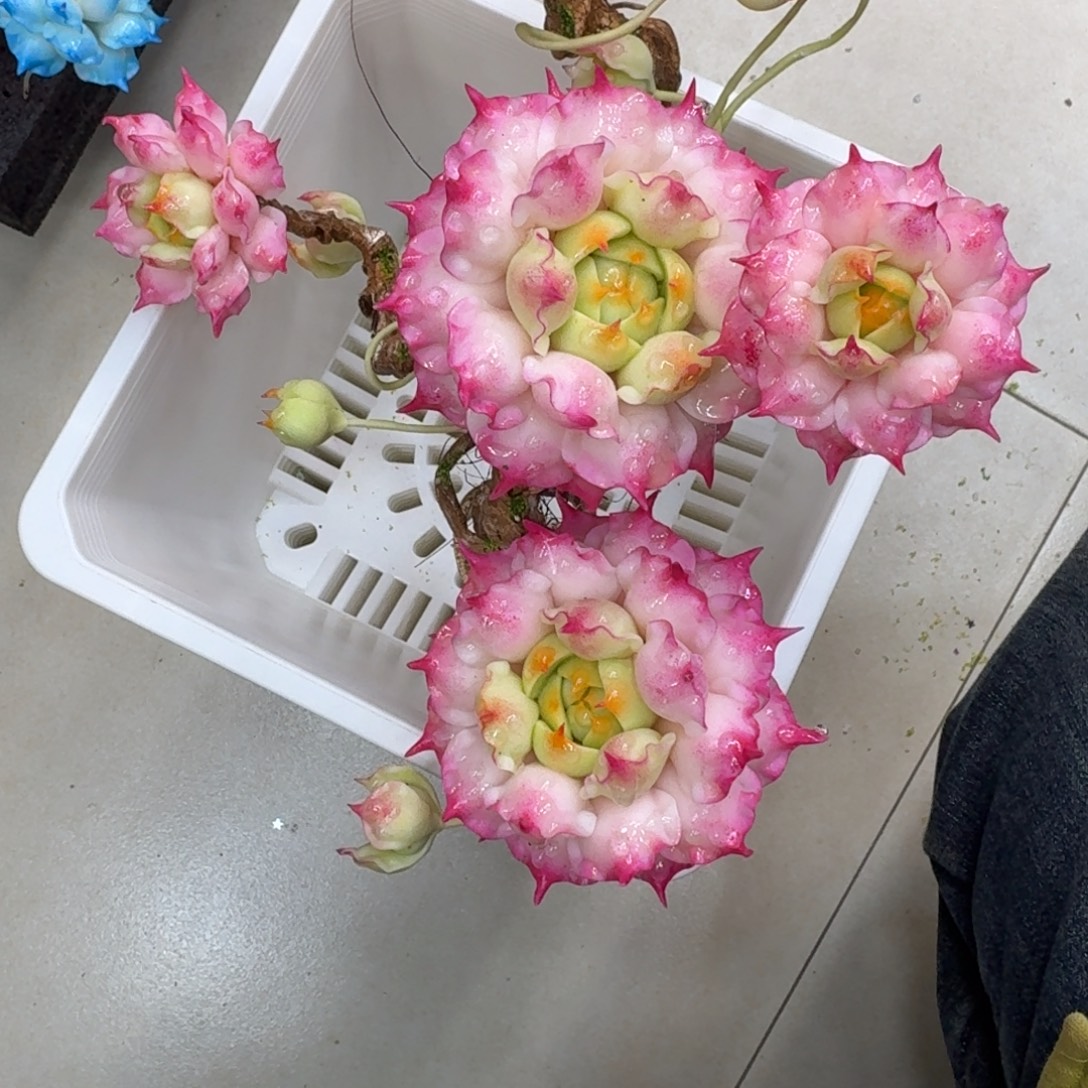 树脂727号哦哦哦哦哦哦哦