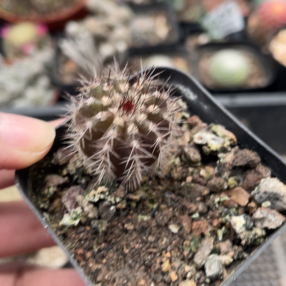 603尤博球（满18元包邮）