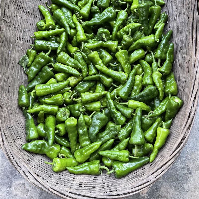 余干辣椒鄱阳余干辣椒农家自种现摘现发