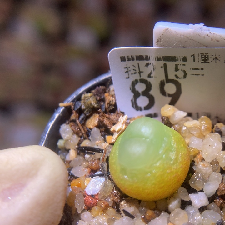 精品生石花215.89