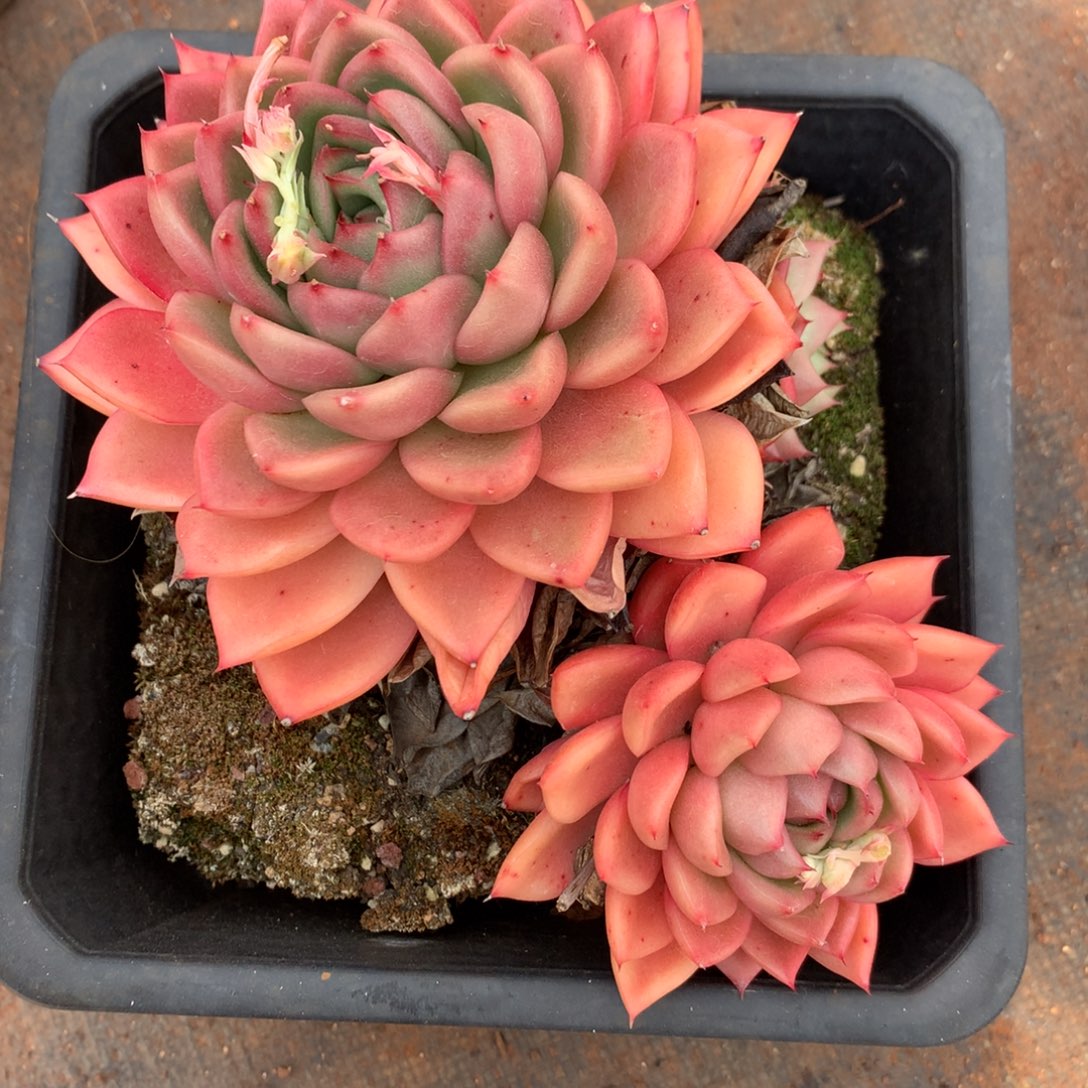 3462杂交精品基地17厘米