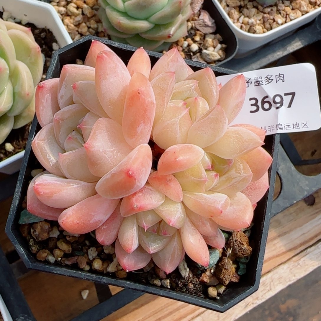 孤品糖心群，3697多肉